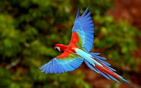 Parrot Wallpapers Top Free Parrot Backgrounds Wallpaperaccess