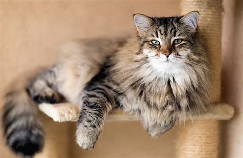 Siberian Cat Breed Information And Characteristics Pet Reader