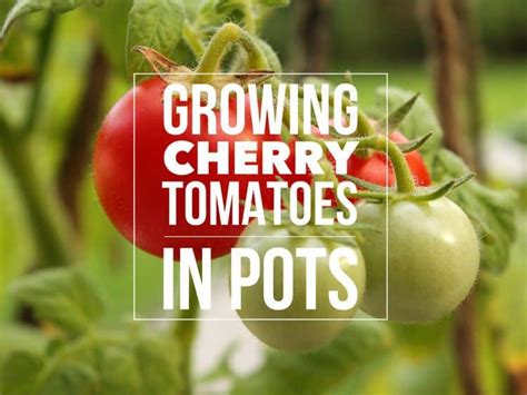 Growing Cherry Tomatoes In Pots Best Varieties Gardening Channel