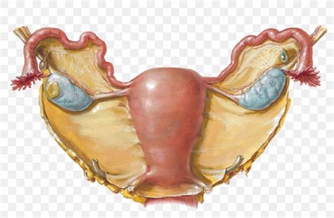 Broad Ligament Of The Uterus Fallopian Tube Round Ligament Of Uterus