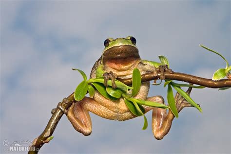 Common Tree Frog Photos Common Tree Frog Images Nature Wildlife