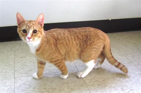 Jacob A Handsome Orange Tabby Would Love To Be Your Best