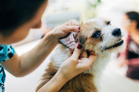 Do Dogs Get Ear Yeast Infections
