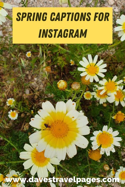 100 Best Spring Instagram Captions Theyre Blooming Good