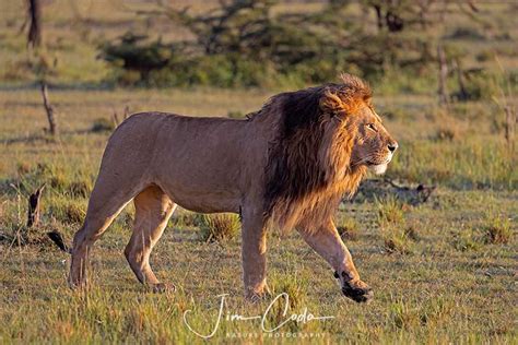 Male Lion Kenya Jim Coda Nature Photography