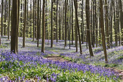 The hallerbos (dutch for halle forest) is a forest in belgium, covering an area of 552 ha (1,360 acres). 100 Secret Gems: Hallerbos, Belgium - International Traveller