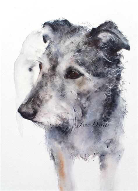 Pet Portrait Of A Lurcher Painted By Watercolour Artist Jane Davies