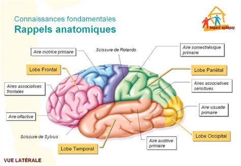 Medical Infographic Le Cerveau Rappels Anatomiques Infographicnow