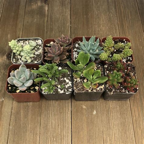 Assorted Premium 2 Inch Succulent Plants For Sale Free Shipping Harddy