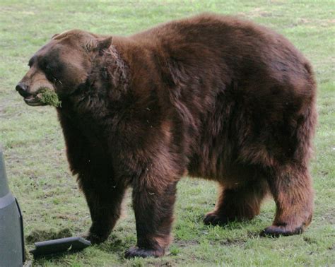 Grizzly Vs Black Bear Know The Difference