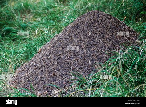 Wood Ants Nest Formica Rufa Anthill Forest Ant Hill Ant Nest Czech