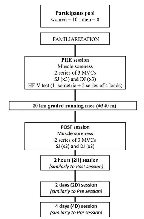 Figure 1 From Sex Influence On The Functional Recovery Pattern After A Graded Running Race