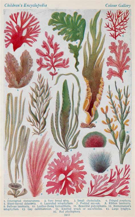 Types Of Ocean Plants Plants Bn