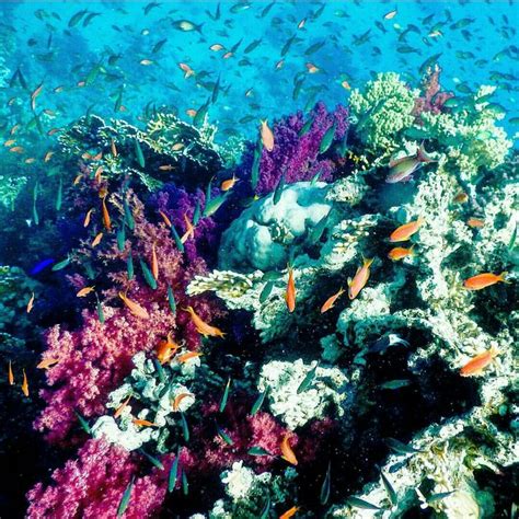 Pin De Robyn K En Under The Sea Lugares Maravillosos Arrecifes De