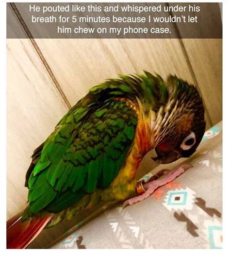 Just 19 Hilarious Bird Memes That Will Make You Fly I Can Has