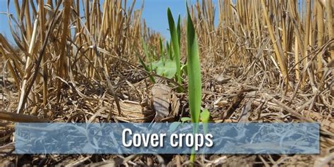 Cover Crops What They Are How To Produce Them And What Kind Of
