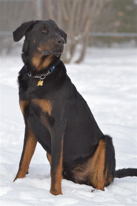 The beauceron, or berger de beauce, is relatively unknown outside of its native france, although the breed is gaining popularity in the united states. Keshet Kennels/Rescue | Breed Spotlight: Beauceron ...