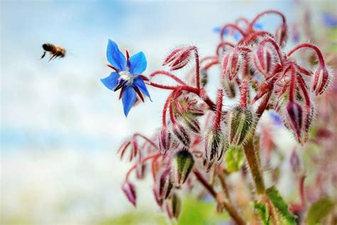 Honey bees help your garden to become more fruitful and beautiful then ever before. 12 Common Flowers to Plant for the Bees (that are good for ...