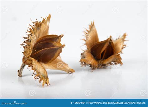 Beech Tree Fruit On A Light Table Seeds Of The Deciduous Tree Stock