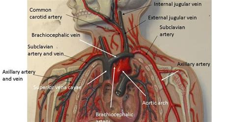 ⇒ click on the diagram to show / hide labels. Vascular System Models - Arteries, Veins, Blood Cells ...