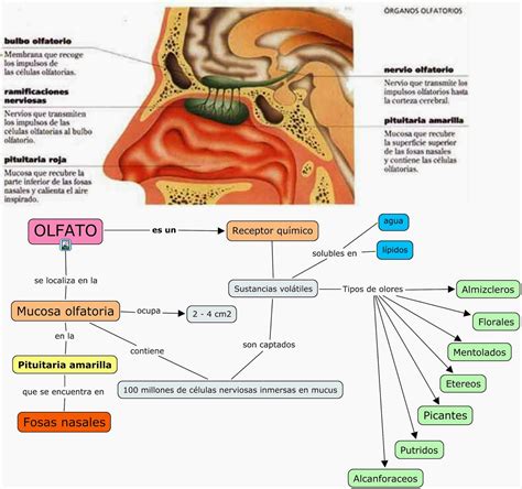 73 Olfato Anatomia Del Sistema Nervioso Y Organos De Los Sentidos