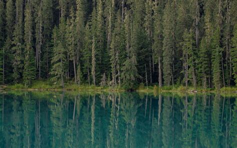 Download Wallpaper 3840x2400 Forest Trees Lake Water Reflection 4k