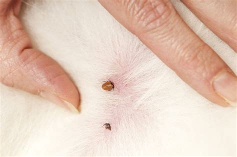 How To Remove Ticks From Your Dog Dogs Naturally Tick Removal