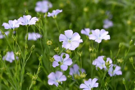 South Dakota Native Plants List 15 Stunning Garden Flowers