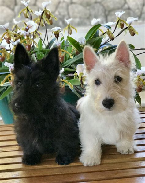 Lovely Twins Scotties Babies Scottie Puppies Scottish Terrier