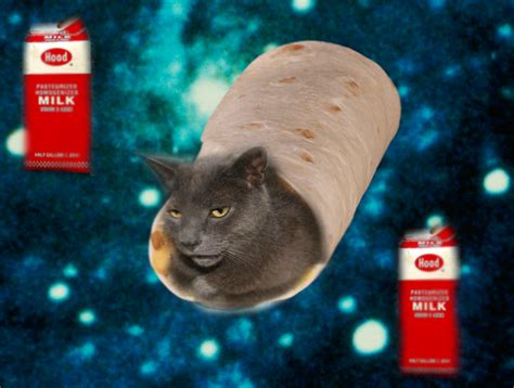 Milky Burrito Cat By Catsinspace7 On Deviantart