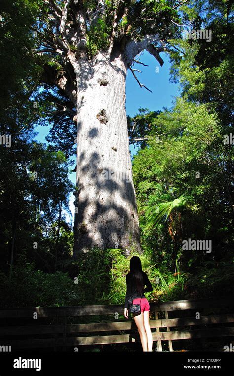 Tane Mahuta Giant Kauri Tree Waipoua Forest Northland Region North