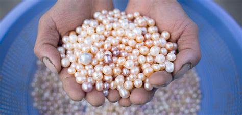 Pearl Farming History The Good The Bad And The Ugly Timeless Pearl