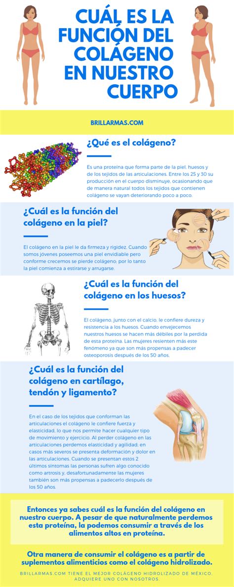 Cuál es la función del colágeno en el cuerpo humano Brillar mas