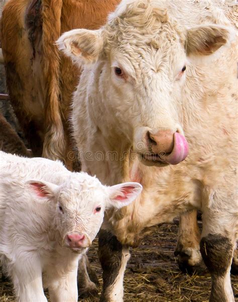 Mom And Baby Cow Stock Photo Image Of Baby Farm Pasture