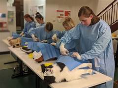 The Future Of Pet Health Davis Vet Rensselaer Embraces Tech For Enhanced Care