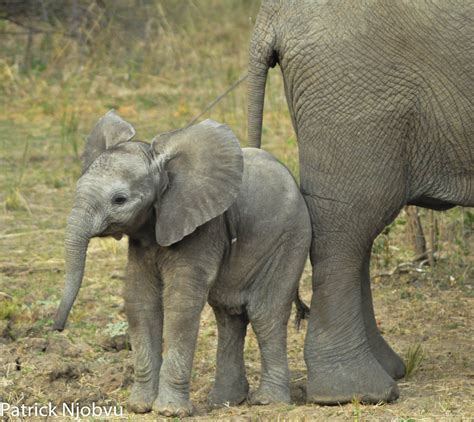 Cute Baby Elephant It Can Never Be Overestimated