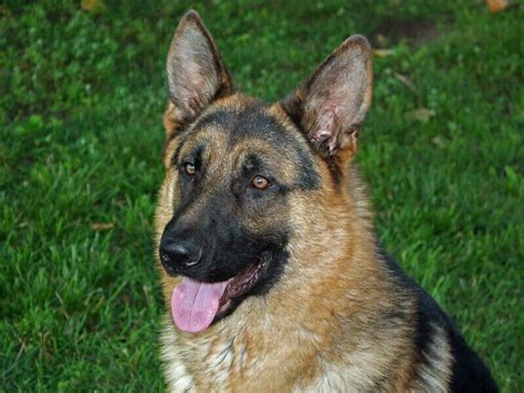 Find the origin, lucky number, religion, and other key aspects of name. 250 Popular Punjabi Dog Names and Their Meanings | Dog ...