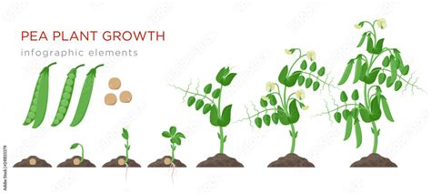 Pea Plant Growth Stages Infographic Elements In Flat Design Planting