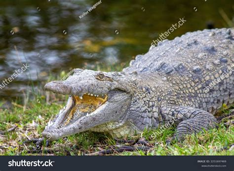 Alligator Mouth Open Sunning Florida Sun Stock Photo 2251697469