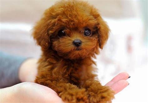 Top 5 Most Talkative Dog Breeds ~ The Pets Smarty Teacup Poodle