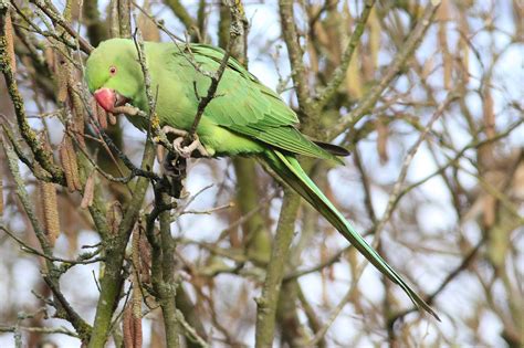 Herts Bird Club 2018 Ring Necked Parakeet Hertford Areynolds 1feb