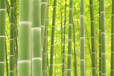 Download Green Nature Bamboo 4k Ultra Hd Wallpaper