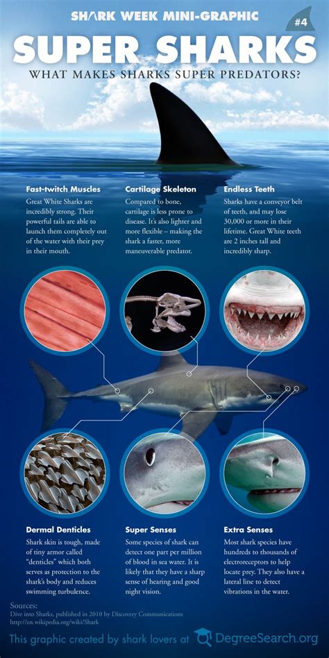 An Info Sheet Describing The Different Types Of Sharks In The Ocean And
