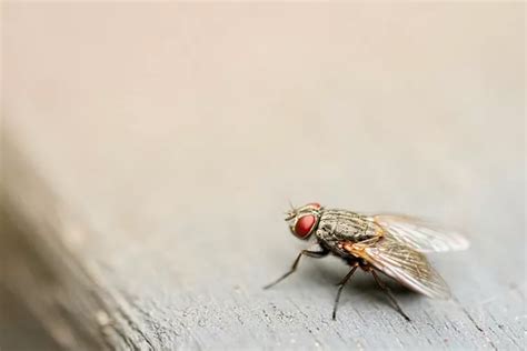 Cara Mengusir Lalat Dari Rumah Dengan Mudah Cerah Id