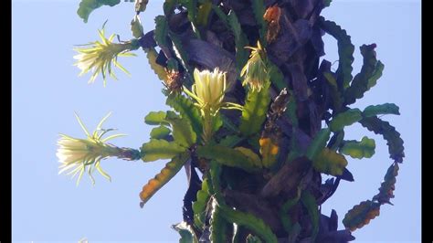 Perennial flowers that love acid soil. Cactus flowers grow & bloom on a palm tree. Real & amazing ...