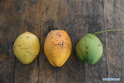 In Pics Three New Breeds Of Dwarf Coconuts In Hainan Xinhua