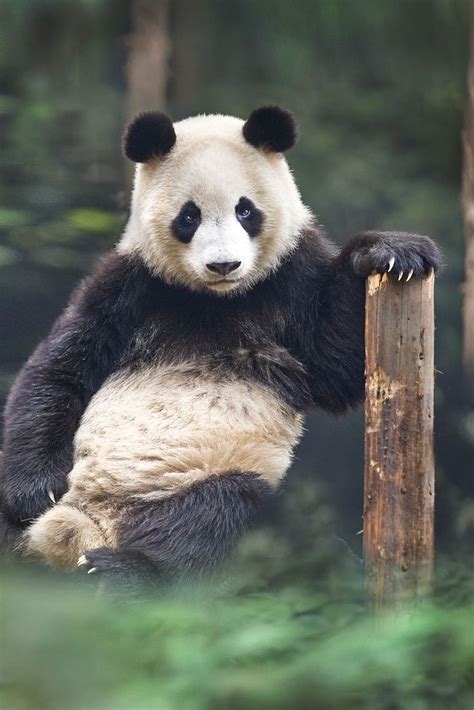 Portrait Of A Panda Panda