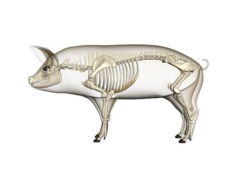 Pig Anatomy Artwork By Friedrich Saurer Animal Skeletons Pig Anatomy