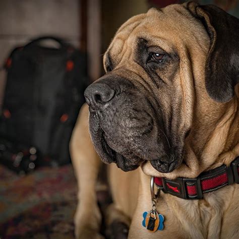 14 Fun Facts About The English Mastiff Page 2 Of 3 Petpress