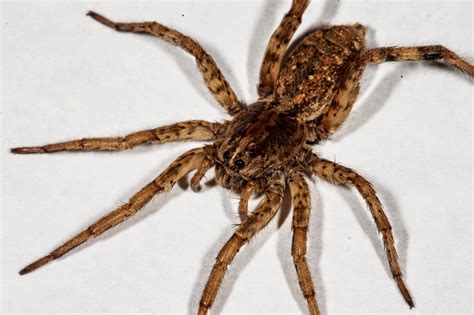 Jareddavidsonphotography Macro Photograph Of Wolf Spider